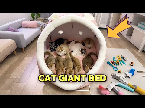 Bought weird products for cats