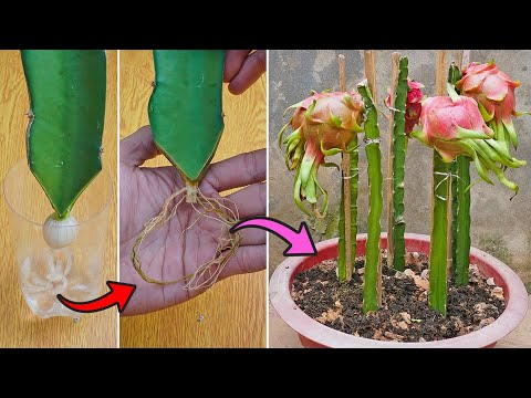 Method of propagation of dragon fruit with garlic | Growing dragon fruit from cuttings