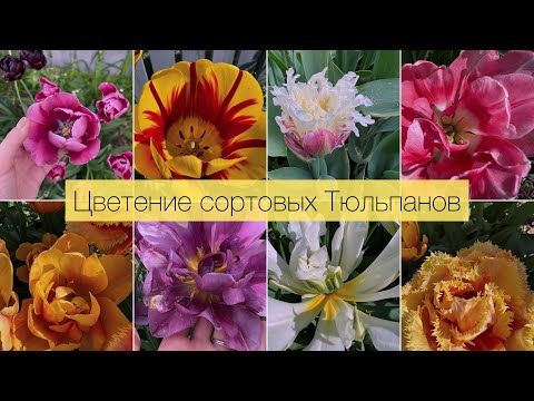 ЛУЧШИЕ СОРТА ТЮЛЬПАНОВ?🌷ЦВЕТЕНИЕ С НАЗВАНИЯМИ СОРТОВ 🌷ТАК ЛИ ОНИ ХОРОШИ? / THE FLOWERING OF TULIPS