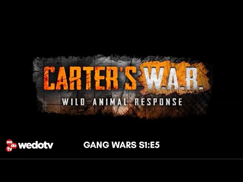 Gang Wars | Carter's W.A.R. S1/E5 | wedotv