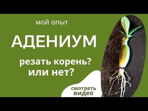 Адениум: Как получить большой ствол?