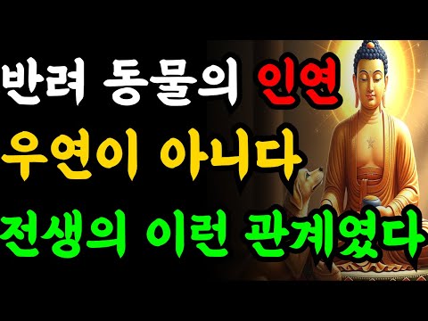 반려동물과의 인연, 전생에서 이미 정해져 있었다 | 부처님말씀 | 부처님지혜 | 불교철학 | 불교명언 | 인생조