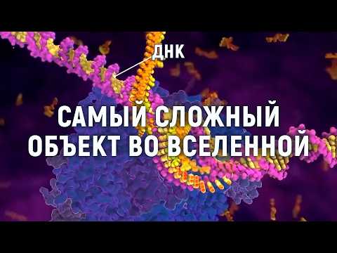 ДНК создал Бог? Самые свежие научные данные о строении. Как работает информация для жизни организмов