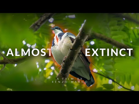 Saving the Negros Bleeding Heart Documentary