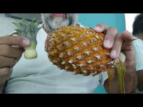How to plant pineapples at home. Как посадить ананас в домашних условиях