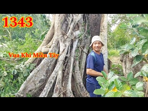 Full : Vua Khỉ Miền Tây cưa tỉa cành cây Sộp cả 100 năm tuổi Cutting tree