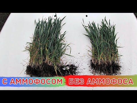 26 ц/га - Разница в УРОЖАЕ пшеницы!!