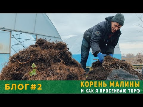 Блог садовода #2 Корень малины