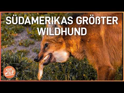 Ungezähmte Wildnis: Brasiliens geheimnisvollste Wildtiere | Doku