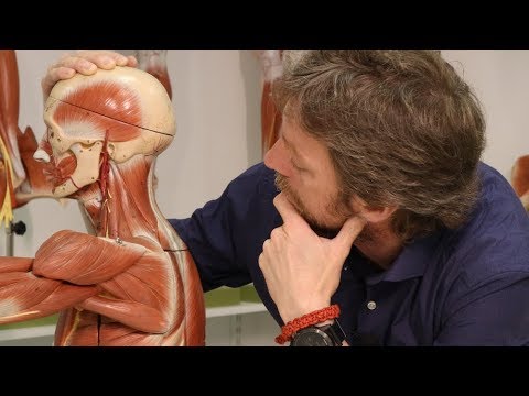 Posterior neck muscles