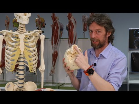 Palate (anatomy of the)