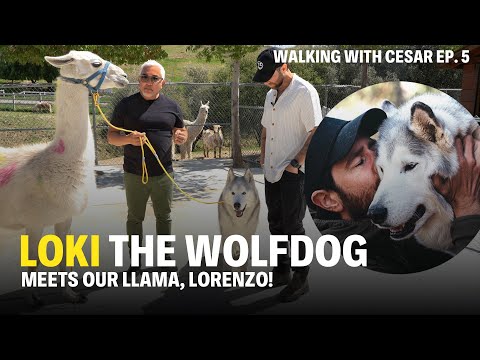 Walking With Cesar Ep. 5 - Loki The Wolfdog