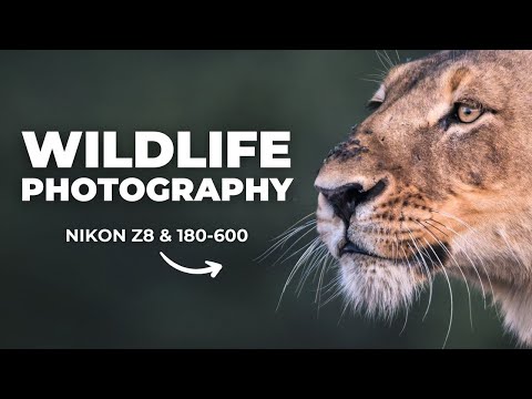 How I Capture Wildlife Photos in Kruger National Park | Nikon Z8 & 180-600 VR