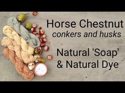 Horse Chestnut, natural 'soap' & natural dye