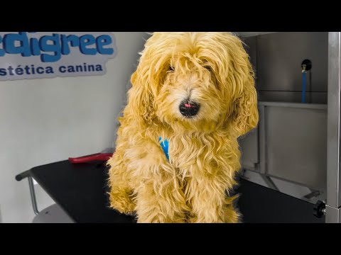 Pelo destruido y oídos con infección 😨 | Peluqueria canina extrema