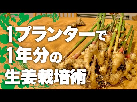[A surefire repeat purchase] How to grow ginger - you'll never want to buy it again | How to grow...