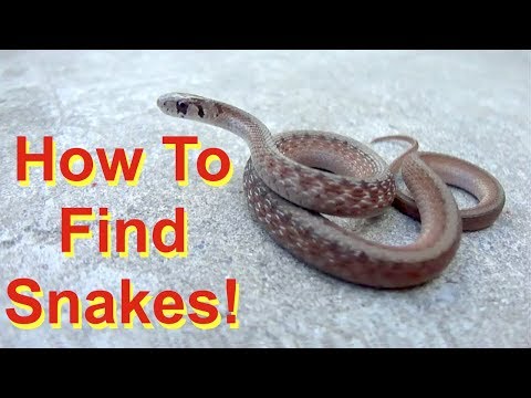 6 Tips to Find Snakes! (FIND - not handle!)