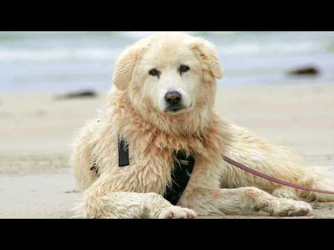 اتهموا كلب انه كسول وملوش اي دور في الحياه لكن الكلب فاجأهم كلهم