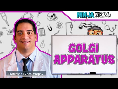 Golgi Apparatus Structure & Function