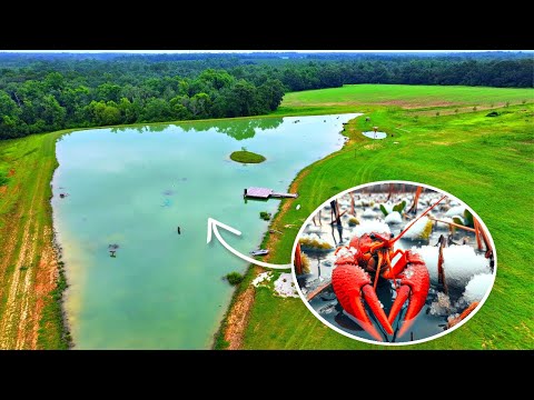 Trapping Crawfish for the 5 Acre Pond!