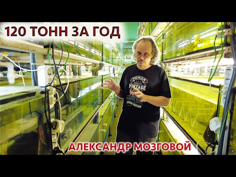Рыборазводня Александра Мозгового. Геленджик. Большой выпуск