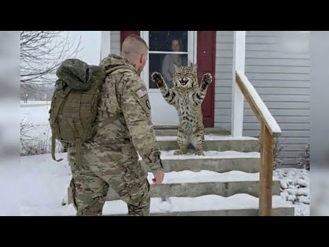 What happens When a Rescue Bobcat Sees His Dad Come Home After a Year, Her Reaction Melt Your Heart!