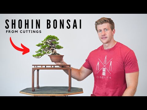How to Make Shohin Juniper Bonsai from Cuttings | Bonsai-U | Part 3