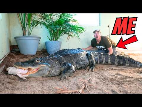 I Fed My Alligator a 16 Pound Turkey!