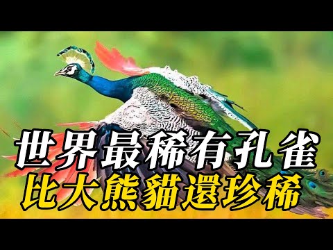 全世界最稀有的10種美麗孔雀，第八名99%的人都沒有見過！第一名即將滅絕，比大熊貓還稀缺！開屏堪稱仙女下凡！#野生动物 #科普 #野生生物 #野生動物