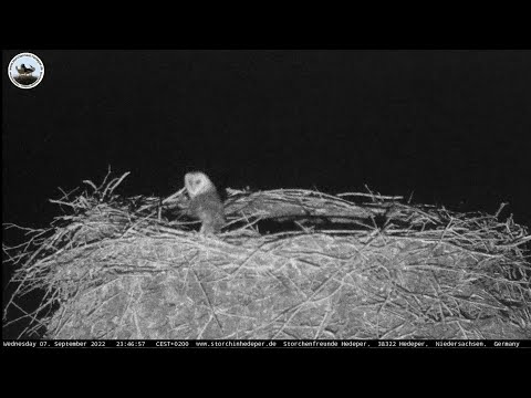07.09.2022 23:46 Eule im Nest