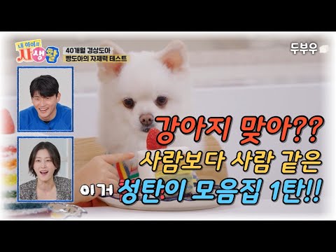 내 아이의 사생활 (성탄이 모음집 1탄) : 너 강아지 맞아?? 케이크를 앞에두고 꿈쩍도 하지 않는 사람보다 사람같은 강아지?? #내아이의사생활 #02hby