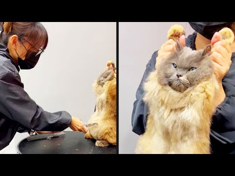 Cats Are So Done With Us