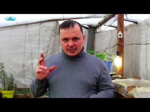 RADIFARM – pros and cons. My personal opinion. How to use it correctly?