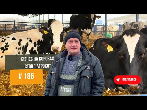#186  Бізнес на коровах 🐄 Молочна ферма та ферма для вирощування бичків.
