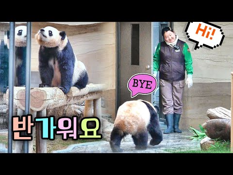 안짱다리 루이바오 후이바오가 마중 나갈게요 환한 미소로 화답하는 오바오님