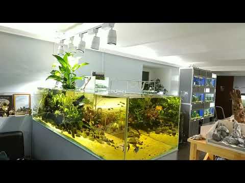 Ответ про свет! Аквариумные светильники и варианты неаквариумного освещения.