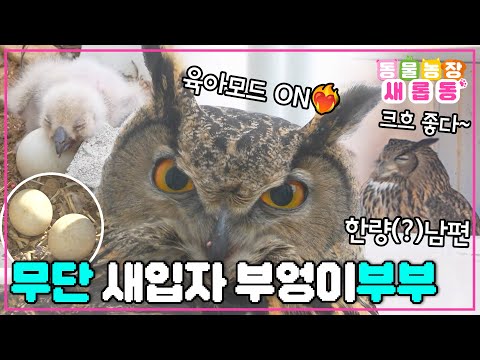 [#새롭동물농장] 수리부엉이가 왜 여기에...?😲 아파트 옥상에 멋대로 입주한 수리부엉이 부부의 육아이몽!🤩 / EP.1218 #TV동물농장 #AnimalFarm #SBSstory