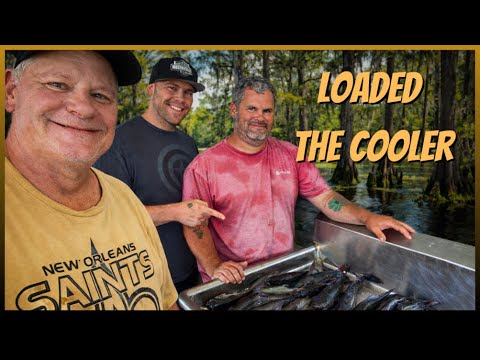 Catfish Frenzy in the Louisiana Swamp