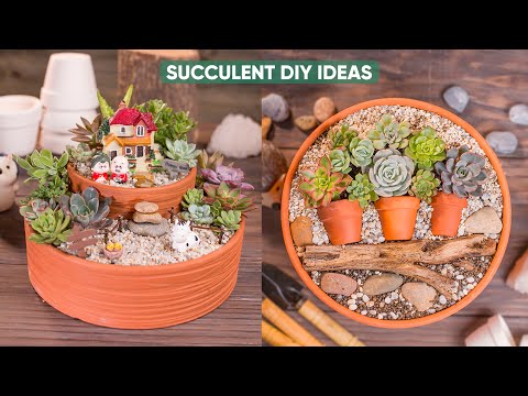 DIY Succulent Arrangement Inspiration You Need to Try Now