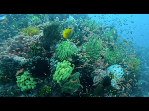Philippines Scuba Diving: Puerto Galera - Why Marine Life Explodes Here