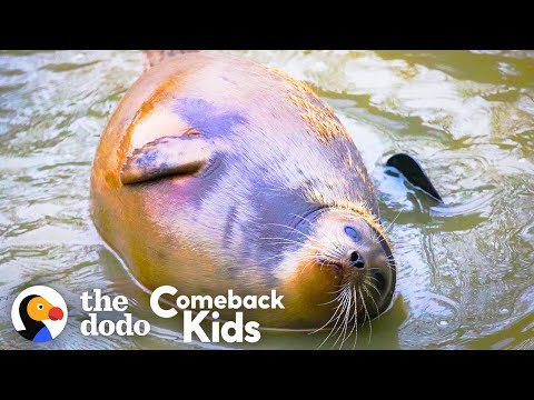 Tiny Lost Seal Grows Up To Be Blubbery And Hilarious | The Dodo Comeback Kids