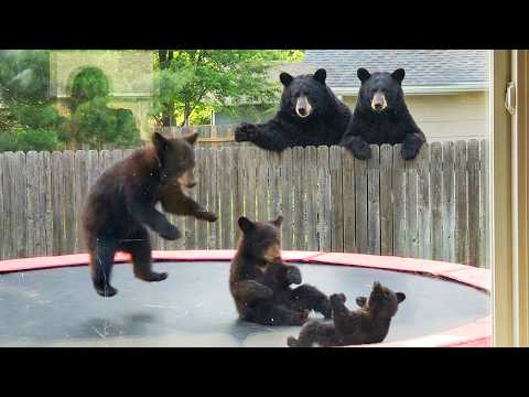 When Animals Think No One's Watching Them 😂 Funny Animals Caught on Camera