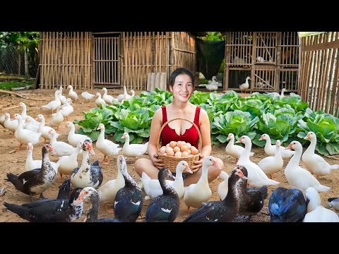 Selling Many Geese After 6 Months of Raising Using a Truck to Transport Geese to the Market