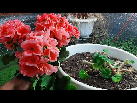 Хотите чтобы Пеларгония пышно цвела Круглый год обязательно Сделайте Так