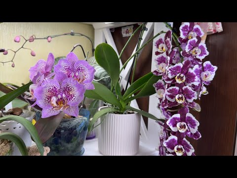 My phalaenopsis are blooming🥰