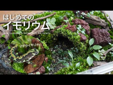 How to Make an Imorium: A Natural Terrarium for Newts