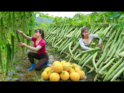 REWIND TIMALSPE - 266 Days Harvesting Japanese Luffa, Yellow Melon, Lychee Fruit, Bamboo Shoot,...