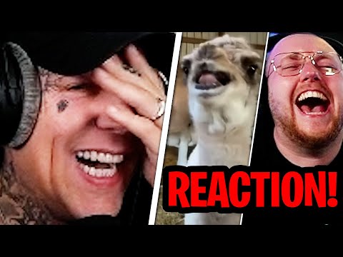 WER GRINST VERLIERT 50€😂😬 NICHT Lachen Challenge mit @zarbex | MontanaBlack Reaktion