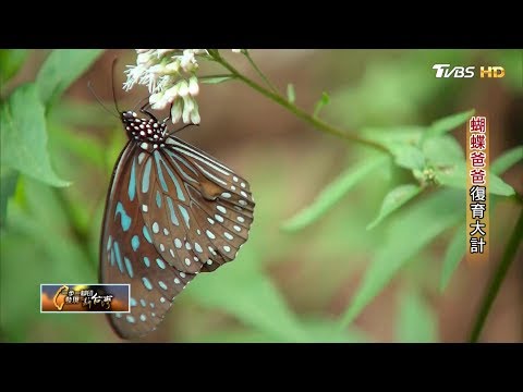 蝴蝶爸爸復育大計！10年不懈打造蝴蝶棲地 一步一腳印 20171001