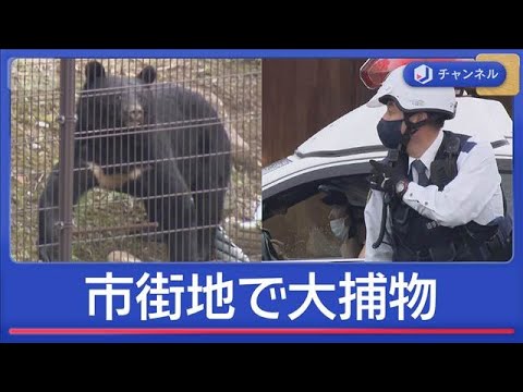 カメラの前で…市街地クマ大捕物の一部始終 被害続発　都内でも目撃【スーパーJチャンネル】(2025年10月20日)